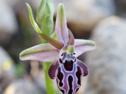 Ophrys_cretica_Kattavia__Prasonisi